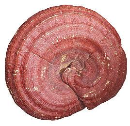 玩家反映多起Switch 2改造被BAN 任天堂并未官宣检测规则